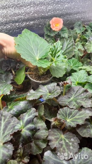 Бегония клубневая Нон стоп