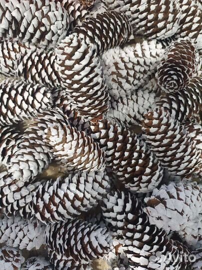 Шишки еловые покрашенные и не крашенные