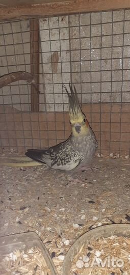 Продам попугая кореллу,годовалая самка