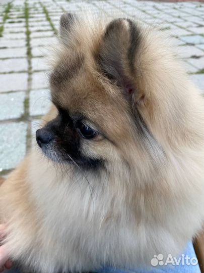 Малый немецкий Шпиц- вязка (девочка)