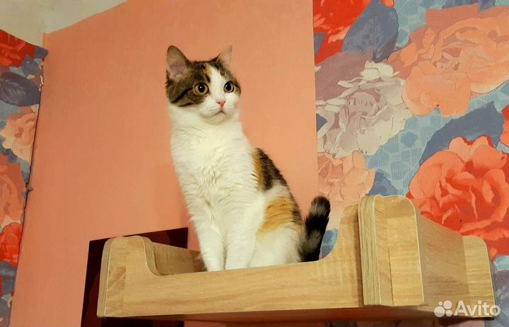 Трёхцветная красотка Асия ищет Дом