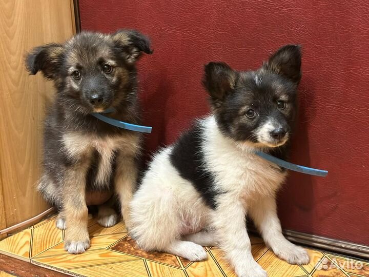Щенки