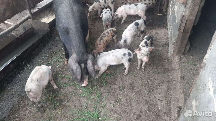 Поросята