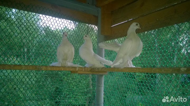 Голуби бакинцы, пермяки и луганские