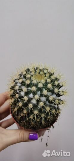 Кактусы и суккуленты