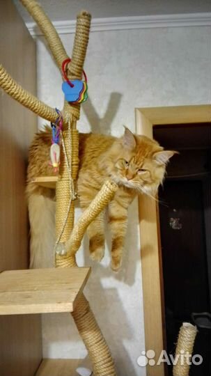 Кот для вязки