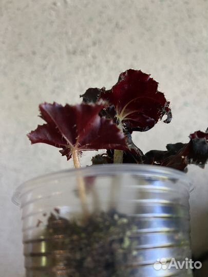 Бегония блек мамба