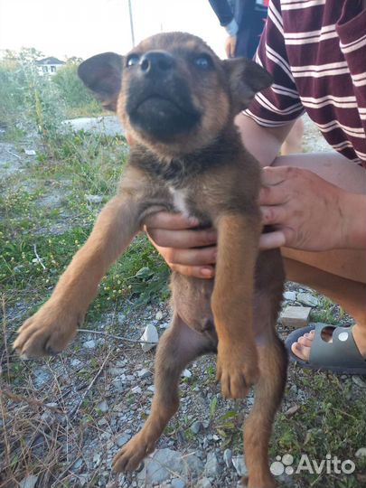 Щенки в добрые руки