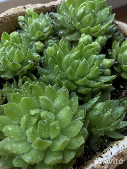 Каменная роза