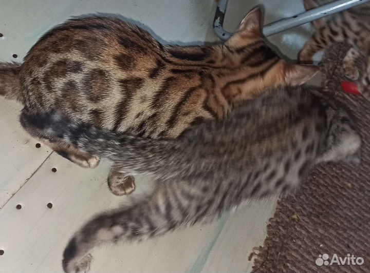 Бенгальские котята