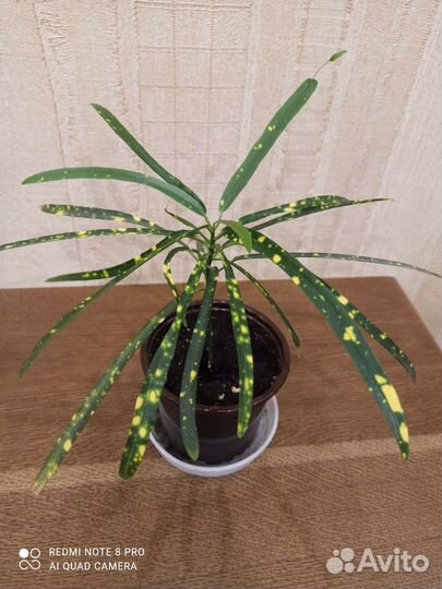 Кротон тонколистный редкий