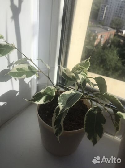 Фикус бенджамина двуцветный