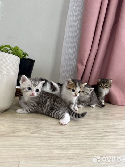 Котята в добрые руки