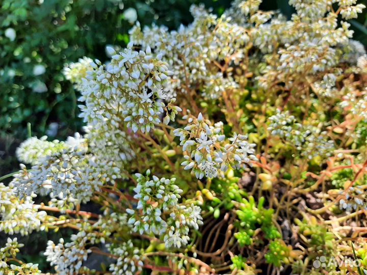 Очиток Белый мелкоцветковый