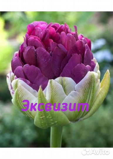 Чудо-тюльпаны