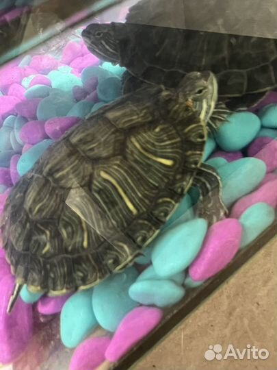 Красноухая черепаха маленькая