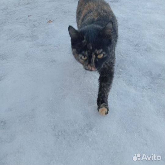 Кошка в дар бесплатно