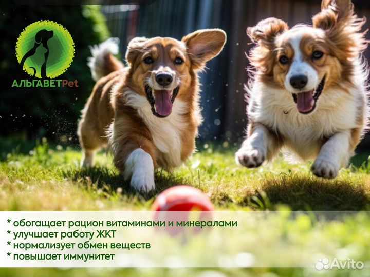 Живая хлорелла для животных Альгавет Pet 1,0 л