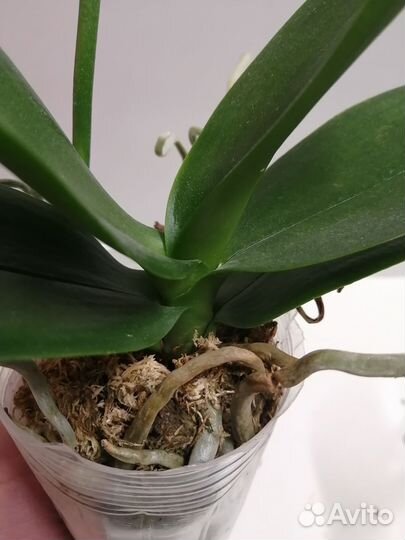 Орхидея фаленопсис мультифлора