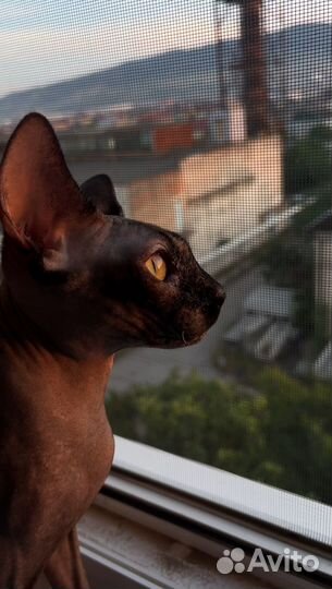 Кошка сфинкс