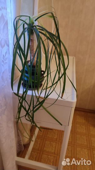 Бокарнея отогнутая