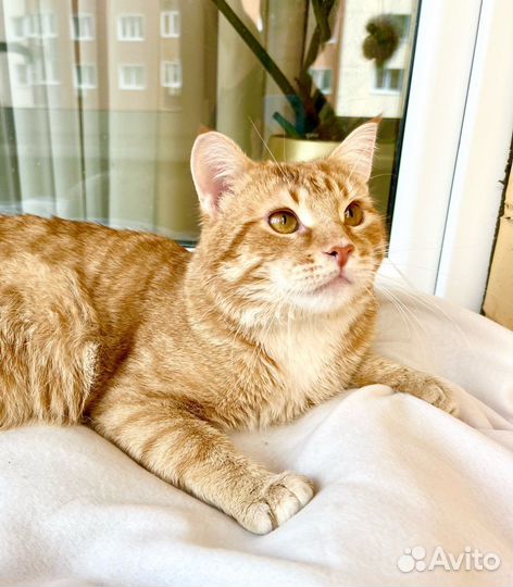 Уникальный кот-тяжеловес рыжий Гарфилд в дар