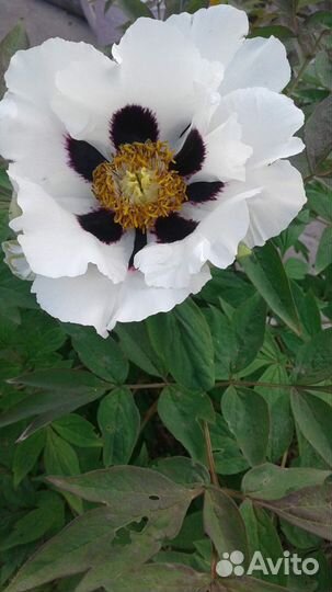 Пион древовидный