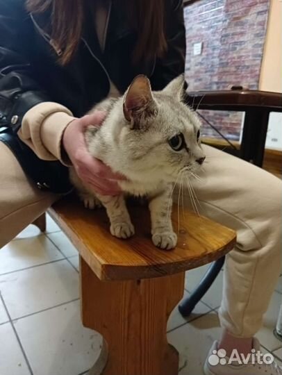 Кошка в дар