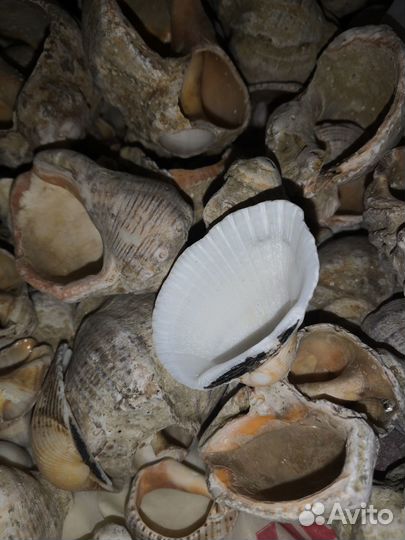 Морские ракушки раковины