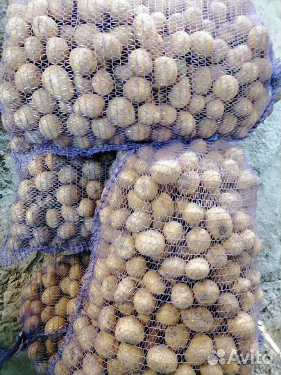 Картофель на корм скоту