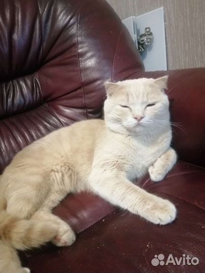 Вислоухие котята