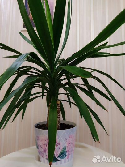 Пальма юкка