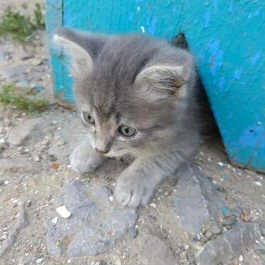 Цейлонский котёнок