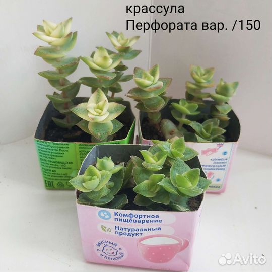 Суккуленты