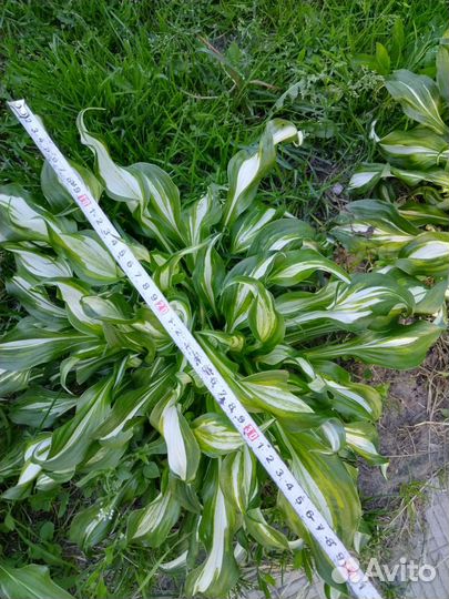 Хоста большой куст