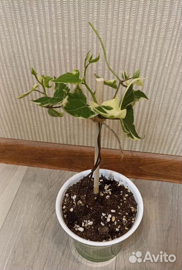 Крестовник Senecio
