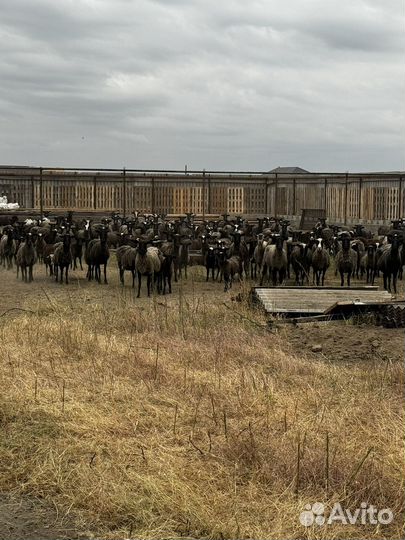 Племенные романовские овцы и ягнята