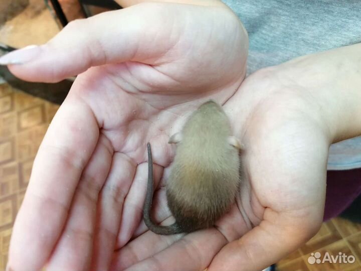 Крысята (рэкс, сфинкс, бурмиз, longhaer) дамбо