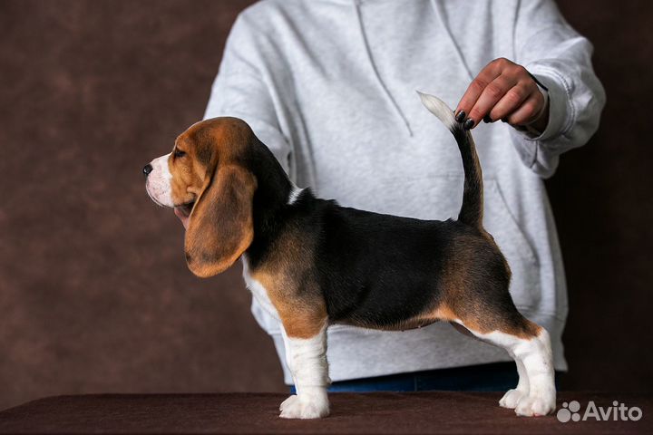 Щенки бигль