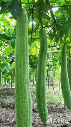 Рассада люффы (мочалка)