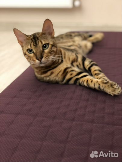 Бенгальский кот с Титулом Чемпиона