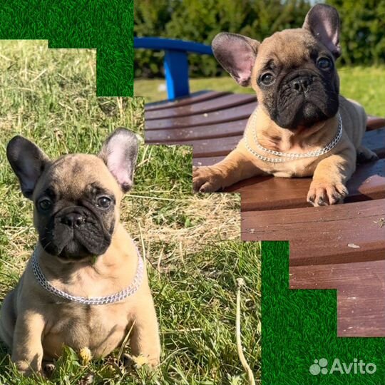 Мини девочки французики