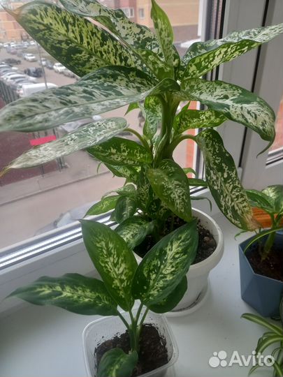 Диффенбахия