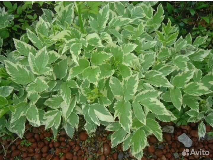 Сныть пестролистная