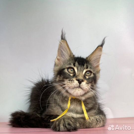 Девочка Мейн-кун