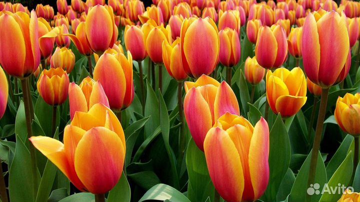 Разнорабочие вахта на цветочное поле берем всех