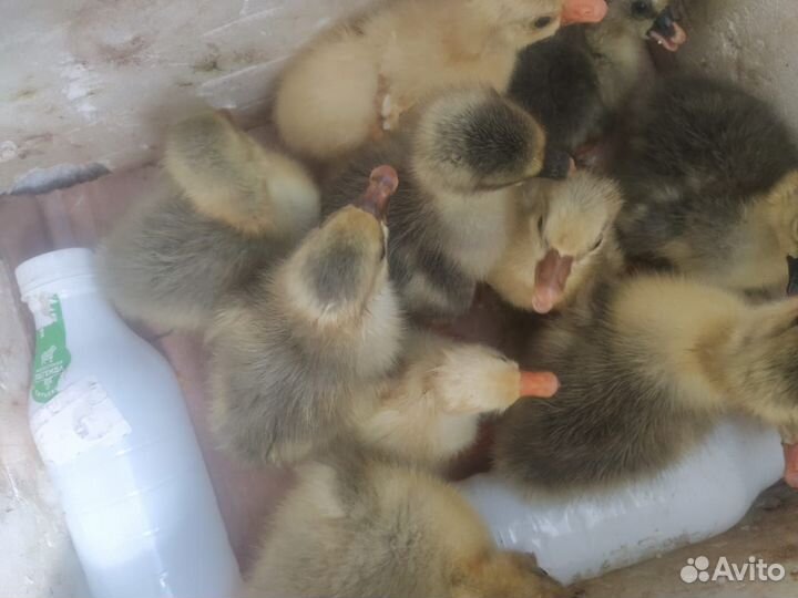 Гусята Линда суточные подрощенные