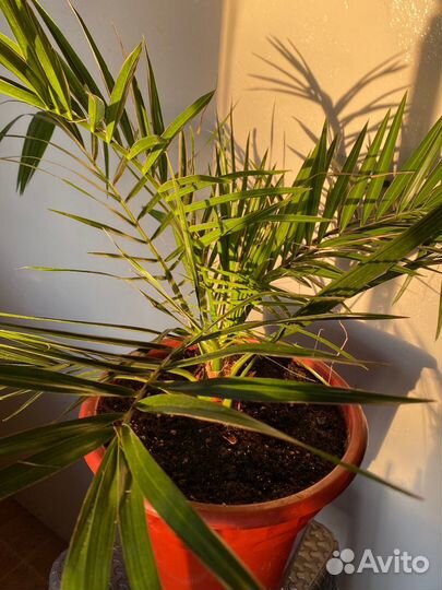 Финиковая пальма