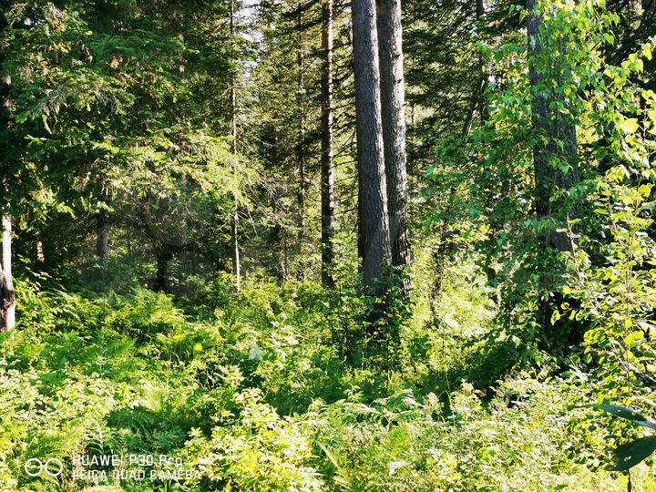 Участок 10 сот. (ИЖС)