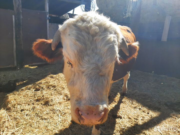 Быки породы герефордская